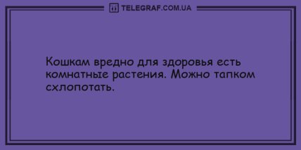 Чтобы не плакать - мы смеемся: новые шутки на день (ФОТО) Чтобы не плакать - мы смеемся: новые шутки на день (ФОТО)