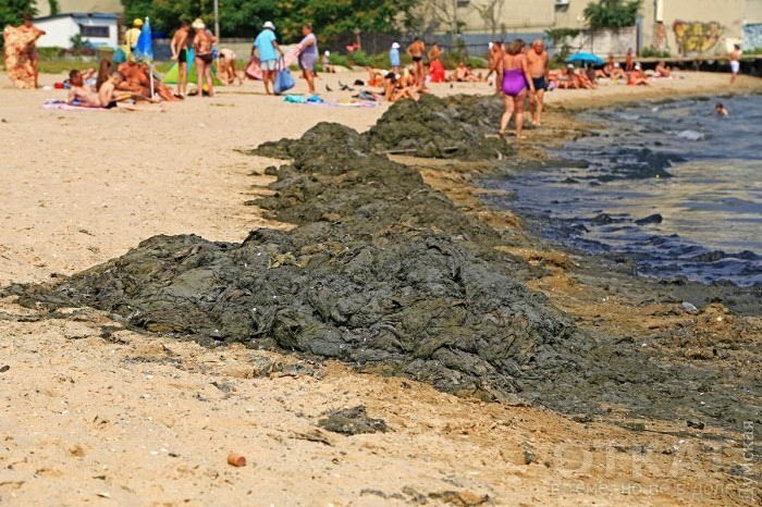 СМИ: на одесские пляжи надвигается экологическая катастрофа (ФОТО)
