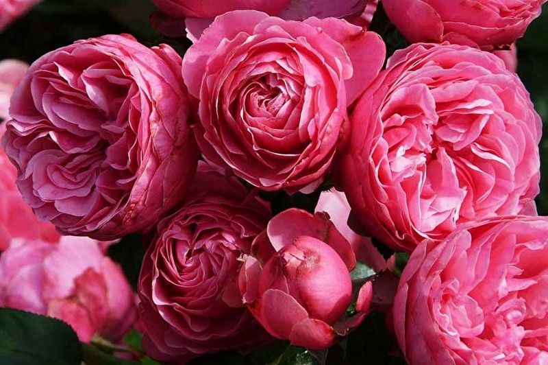 Садовые розы: универсальное украшение любого участка. Фото