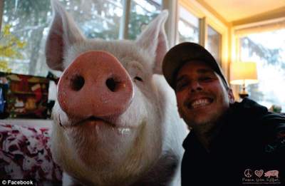 Теперь вы видели всё: "карликовая" свинья весом в 300 килограмм