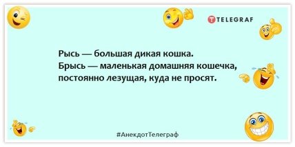 Анекдоты про котов - Рысь — большая дикая кошка. Брысь — маленькая домашняя кошечка, постоянно лезущая, куда не просят.