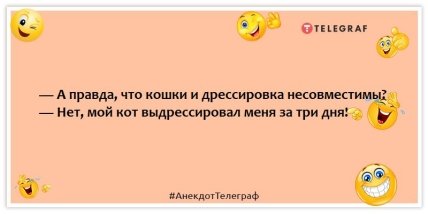 Анекдоты про котов - — А правда, что кошки и дрессировка несовместимы? — Нет, мой кот выдрессировал меня за три дня!