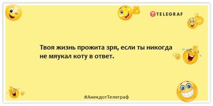 Анекдоты про котов - Твоя жизнь прожита зря, если ты никогда не мяукал коту в ответ.