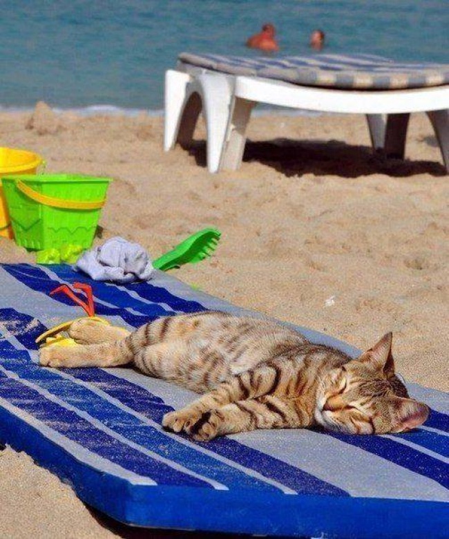 15 животных, которые знают толк в летних каникулах. ФОТО