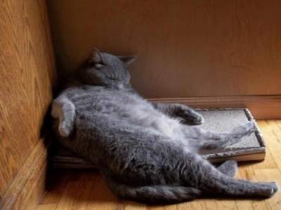 Веселые фотографии котов из серии "Я немножко полежу"