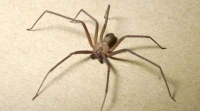 Смертельно опасные пауки, с которыми шутки плохи. Фото