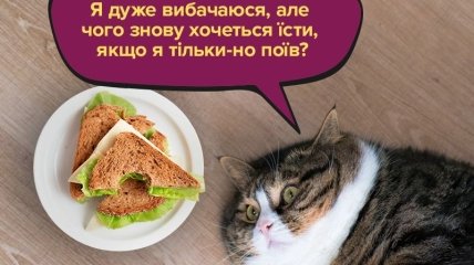 "На дієті" - це коли на людях не їж: свіжі анекдоти для підняття настрою