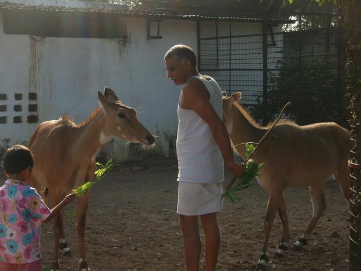 Индийский доктор десятилетиями собирает у себя дома детенышей убитых животных