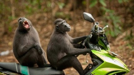 Лось - це кінь з невдалим особистим життям: жартівливі жарти про світ тварин