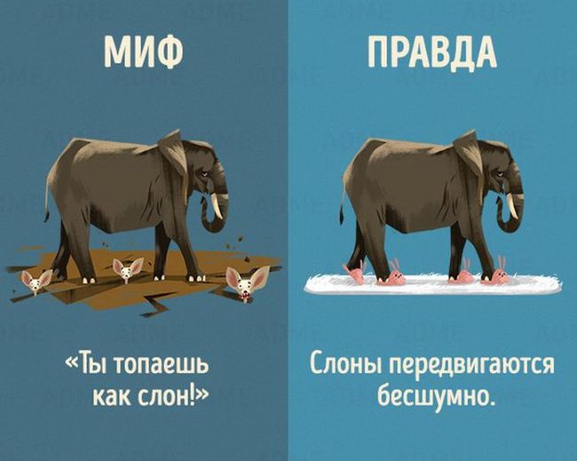 Мифы и правда о животных в картинках