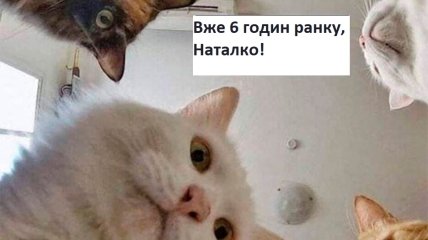 Той, хто рано встає... Той нявкає, дряпається, гасає по квартирі, і отримує тапком: веселі жарти про котів