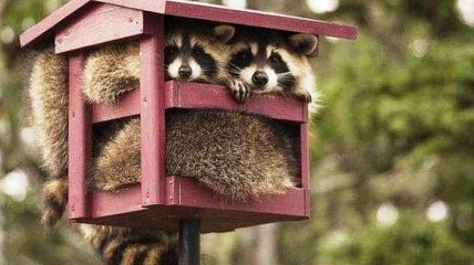 Іпотека мені ні до чого – я обираю свободу: веселі жарти про кредити для гарного настрою
