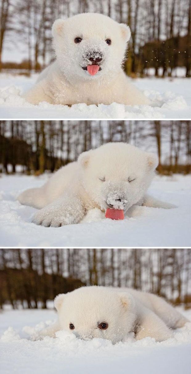 Реакция животных на снег: фантастические эмоции на фото 