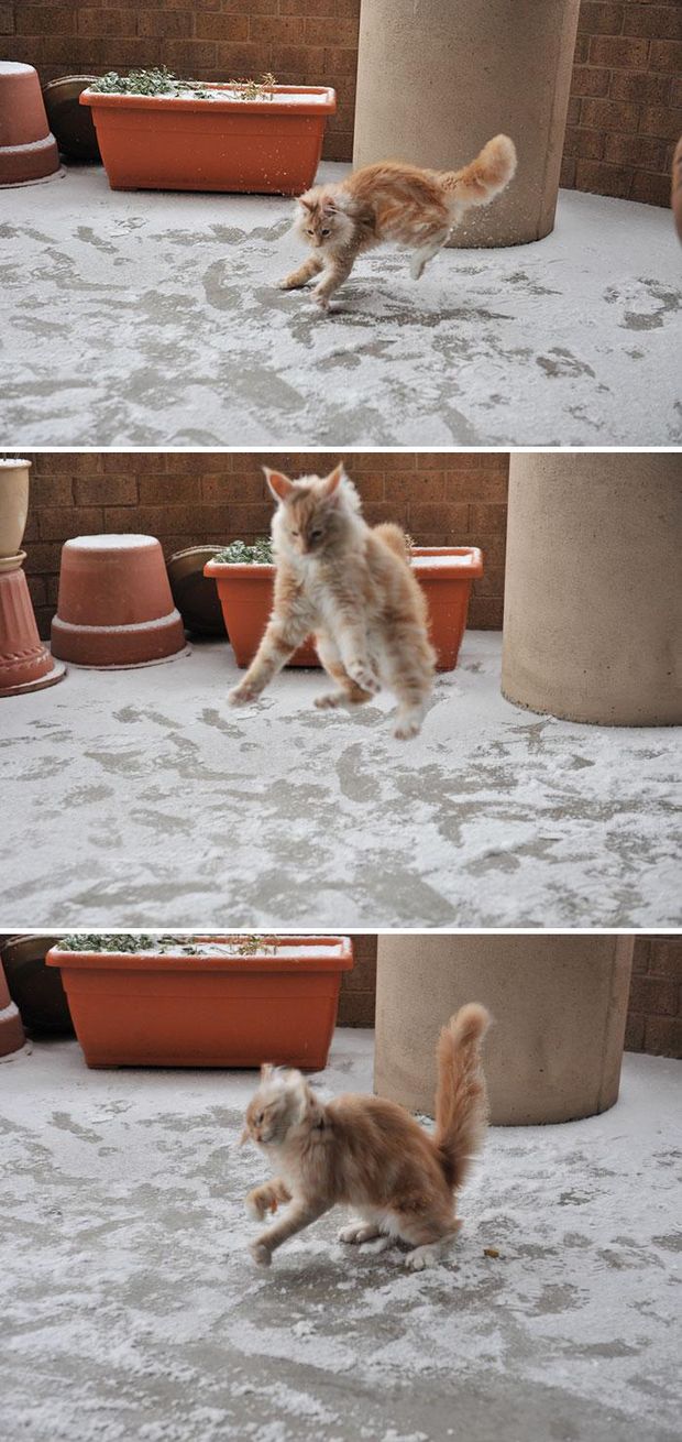 Реакция животных на снег: фантастические эмоции на фото 