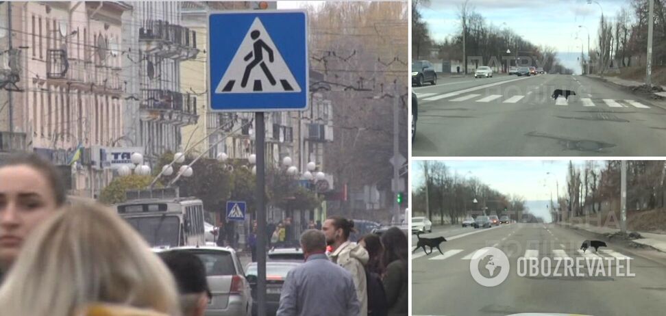 В Киеве заметили собак, которые переходили дорогу соблюдая ПДР 