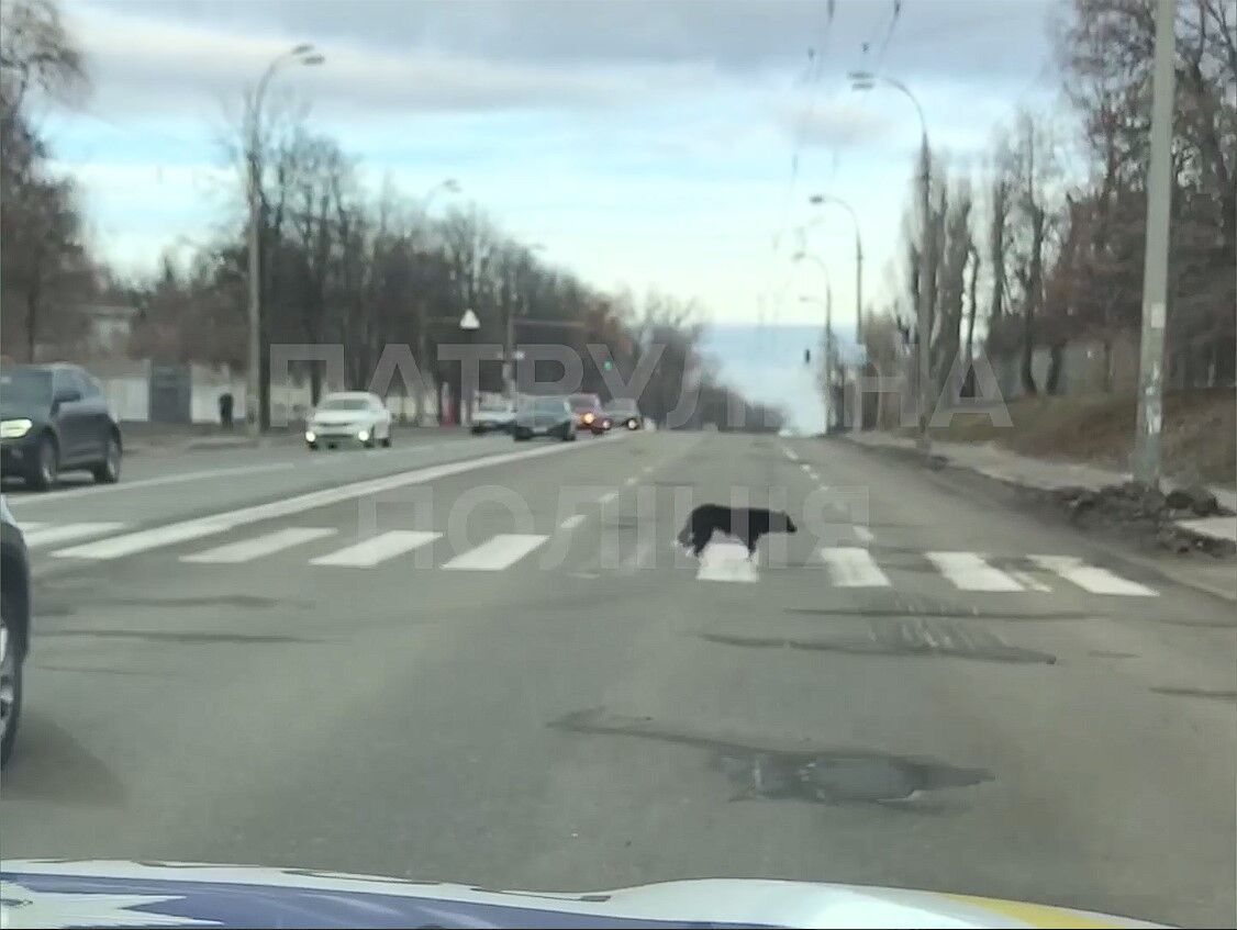 В Киеве заметили собак, которые переходили дорогу соблюдая ПДР.  Забавное видео