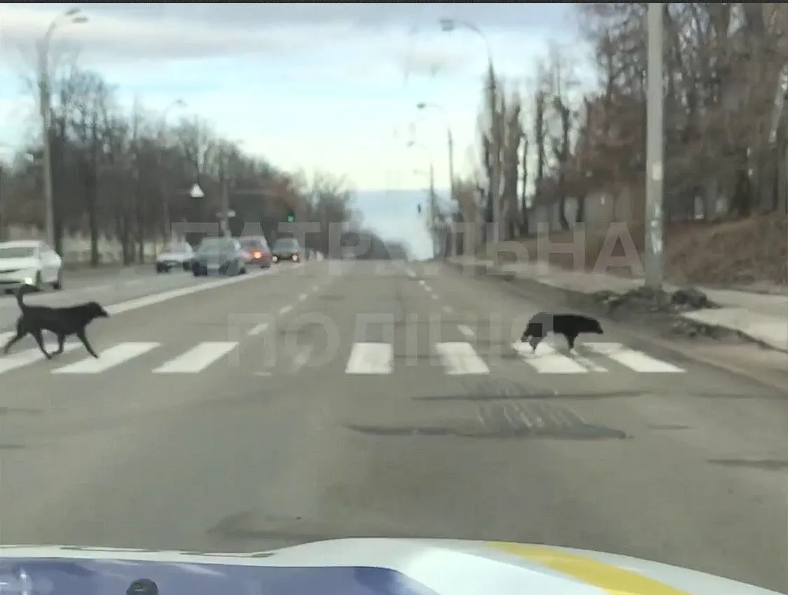 В Киеве заметили собак, которые переходили дорогу соблюдая ПДР.  Забавное видео
