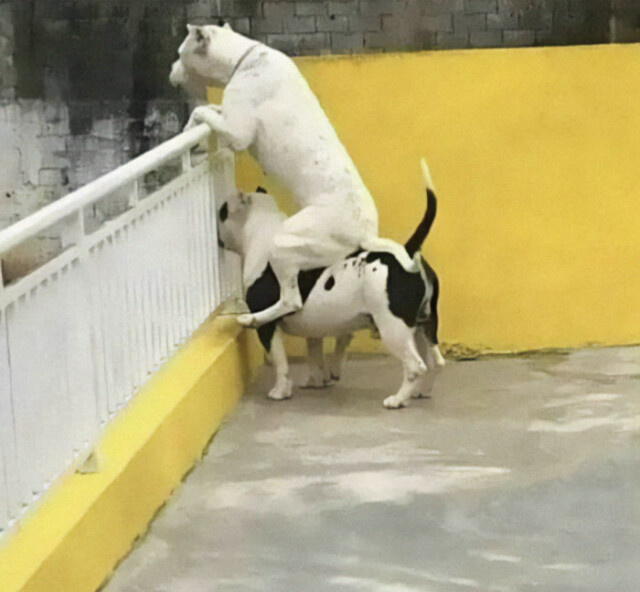 В сети показали фотографии забавных собак(фото)