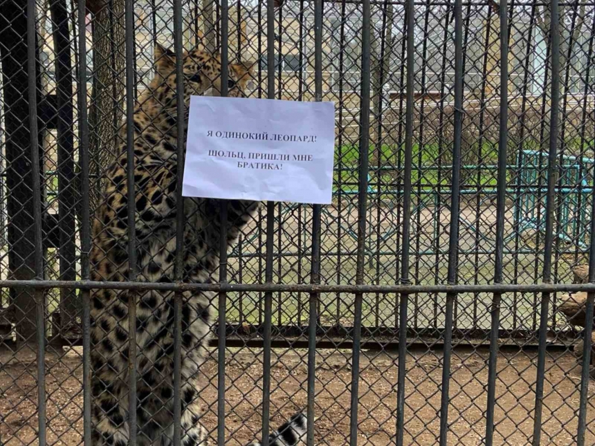 Директор Николаевского зоопарка предложил обменять леопардов на танки Leopard (ВИДЕО)