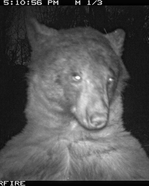 В США медведь сделал 400 селфи-снимков (ФОТО)