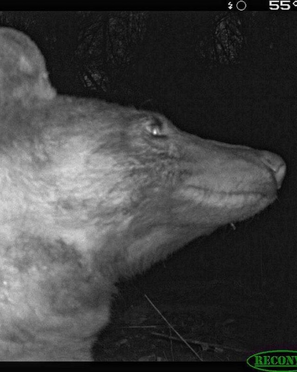 В США медведь сделал 400 селфи-снимков (ФОТО)