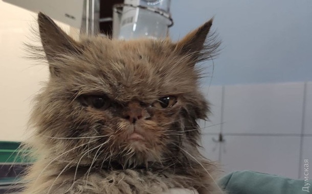 Символи війни.  Що надихає українців (ВІДЕО) Символи війни.  Що надихає українців (ВІДЕО)