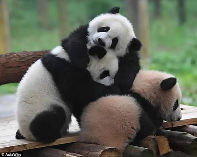 Chongqing Zoo debut 3 new panda cubs | Daily Mail Online