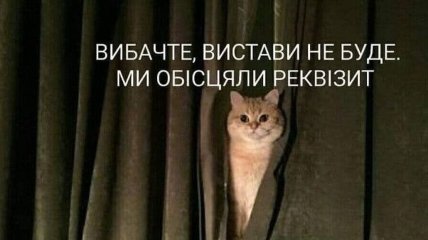 Кішка прийшла додому "з чоловіком".  Що робити?  Теж годувати?  Смішні жарти для домашніх вихованців