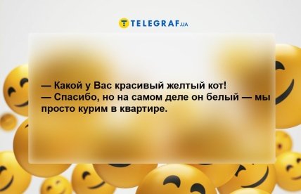 Анекдот про жовтого кота