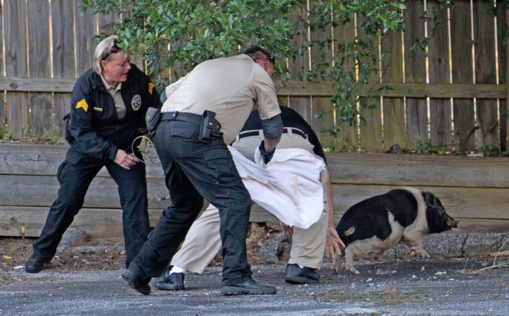 В США полиция устроила эпичную погоню за свиньей