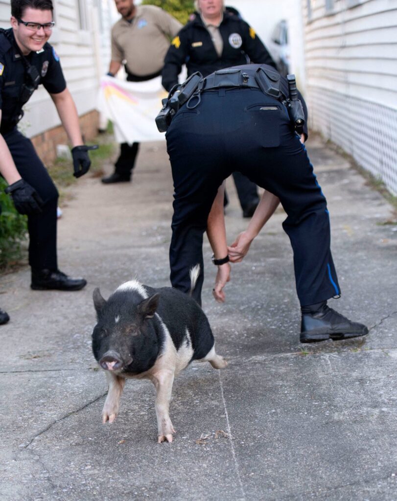 В США полиция устроила эпичную погоню за свиньей