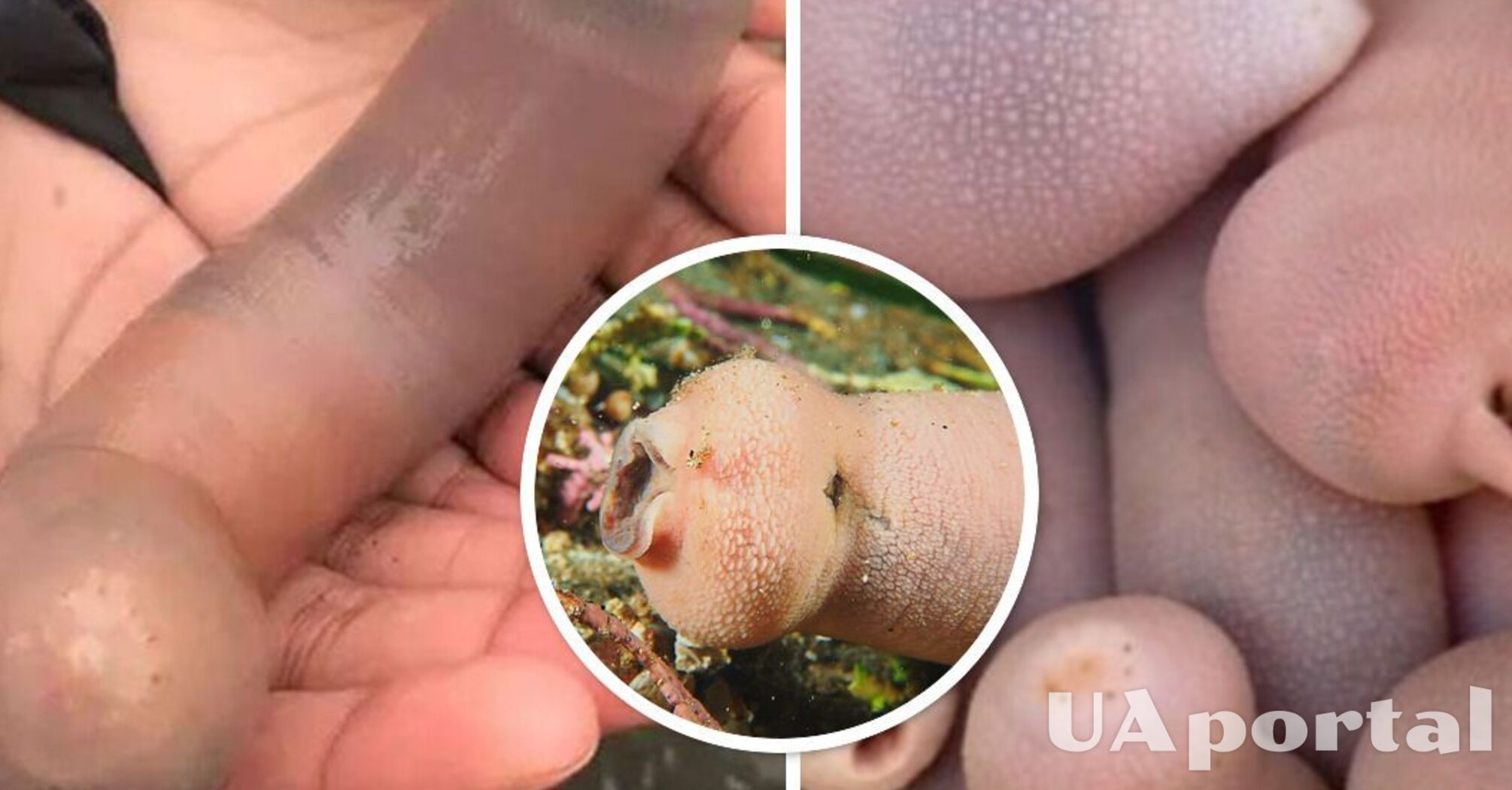 Пляж в Аргентині вкрило 'членами', які виявилися морськими червами (фото)