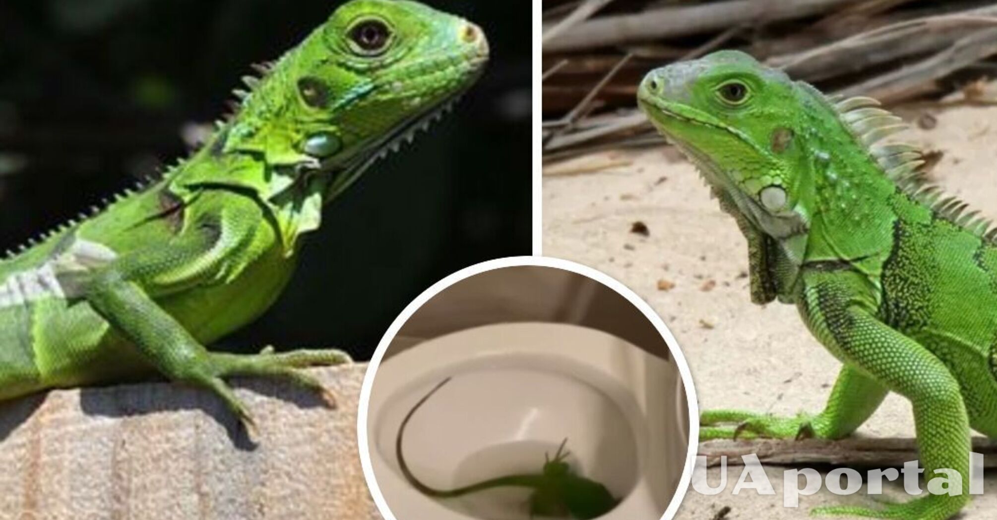 У США подружжя знайшло в туалеті свого будинку живу ігуану (відео)