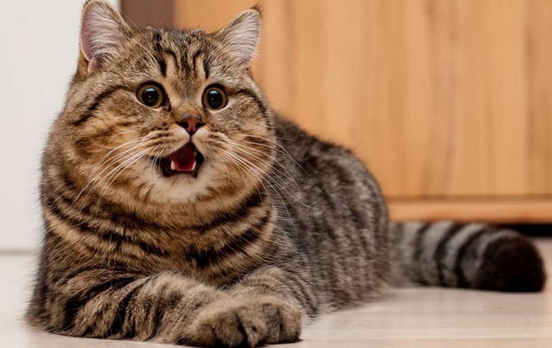 Знайдено найнезграбнішу у світі кішку (ВІДЕО)