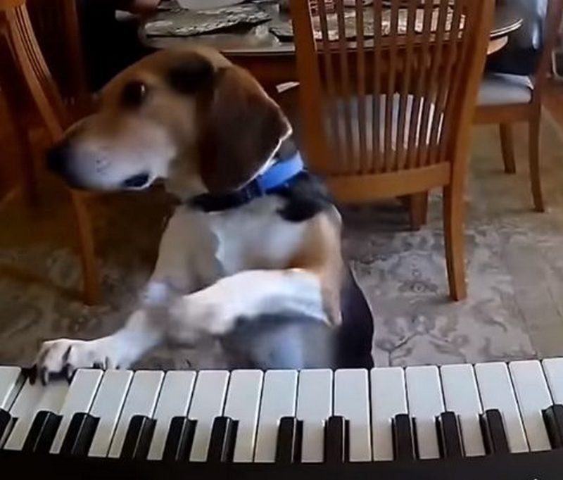 Собака показала майстер-клас з гри на піаніно (ВІДЕО)