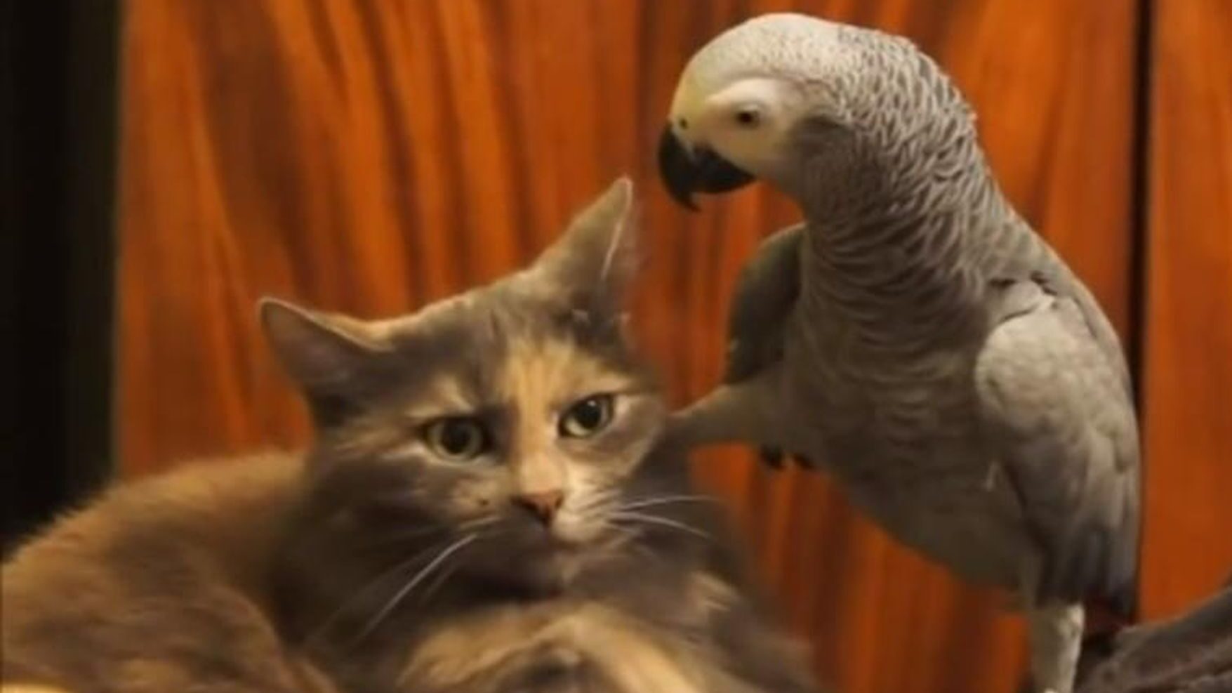 Сміх до сліз: нахабні папуги, які дістають котів (ВІДЕО)