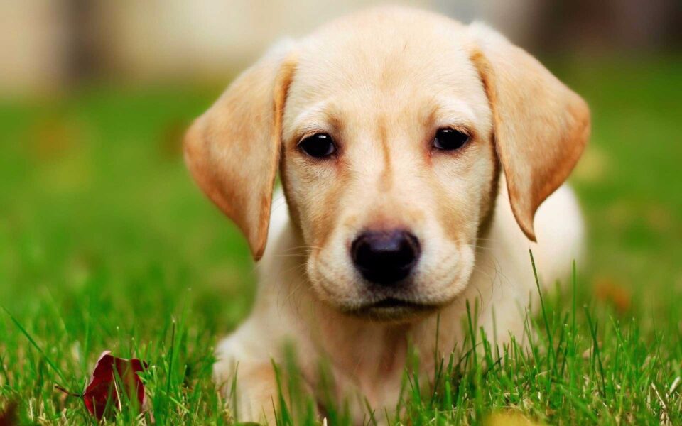 Новий хіт: грайливий собака заважає господареві поливати квіти (ВІДЕО)