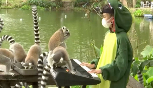 Дівчинка дає фортепіанні концерти тваринам у зоопарку (ВІДЕО)