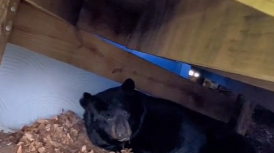 Ведмідь у США, впав у сплячку під житловим будинком (фото, видео)