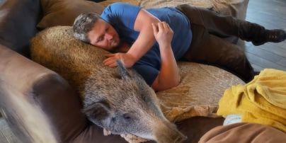 Мисливець приніс додому дикого кабана: 80-кілограмова тварина живе у будинку і спить на дивані
