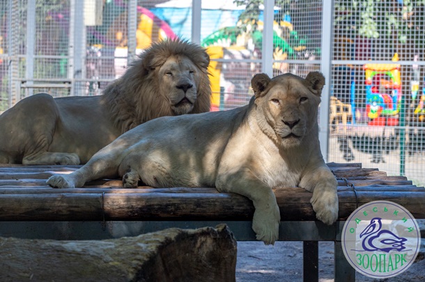 В Одеському зоопарку обрали найромантичнішу пару