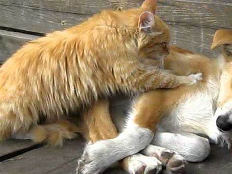 Кішка прославилася, зробивши собаці масаж (ВІДЕО)