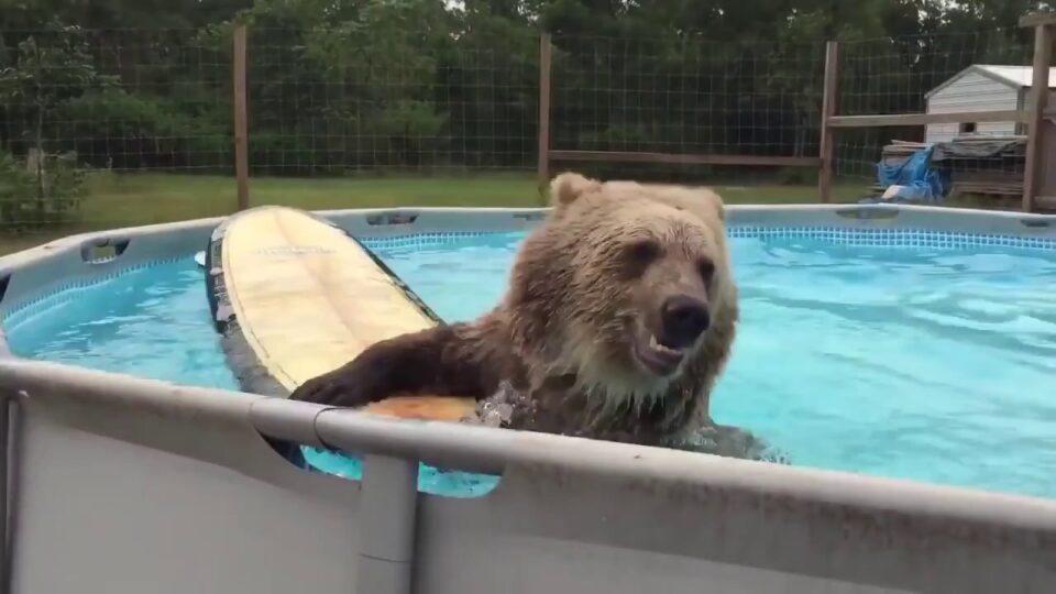 Мережу підкорив ведмідь, який вирішив освіжитися у басейні