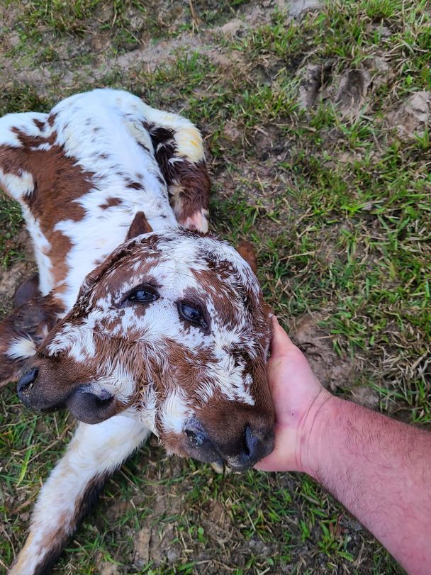 У США на фермі народилося теля, яке має два обличчя Фото/Facebook: Breaux Farms LLC / © 