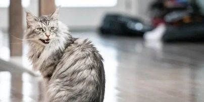Кіт з найдовшим хвостом у світі: який він має вигляд (фото)