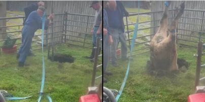Корова повністю провалилася у глибочезну яму головою донизу: як її рятували (відео)