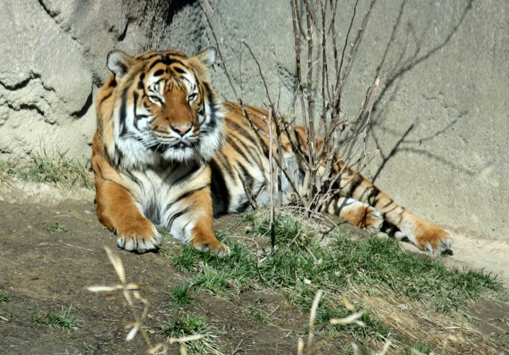 В Індії тигр затишно влаштувався на ліжку (ФОТО)