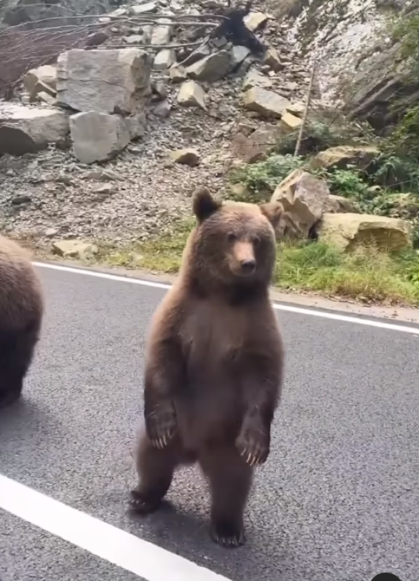 Ведмідь розгулював трасою / © скриншот з відео