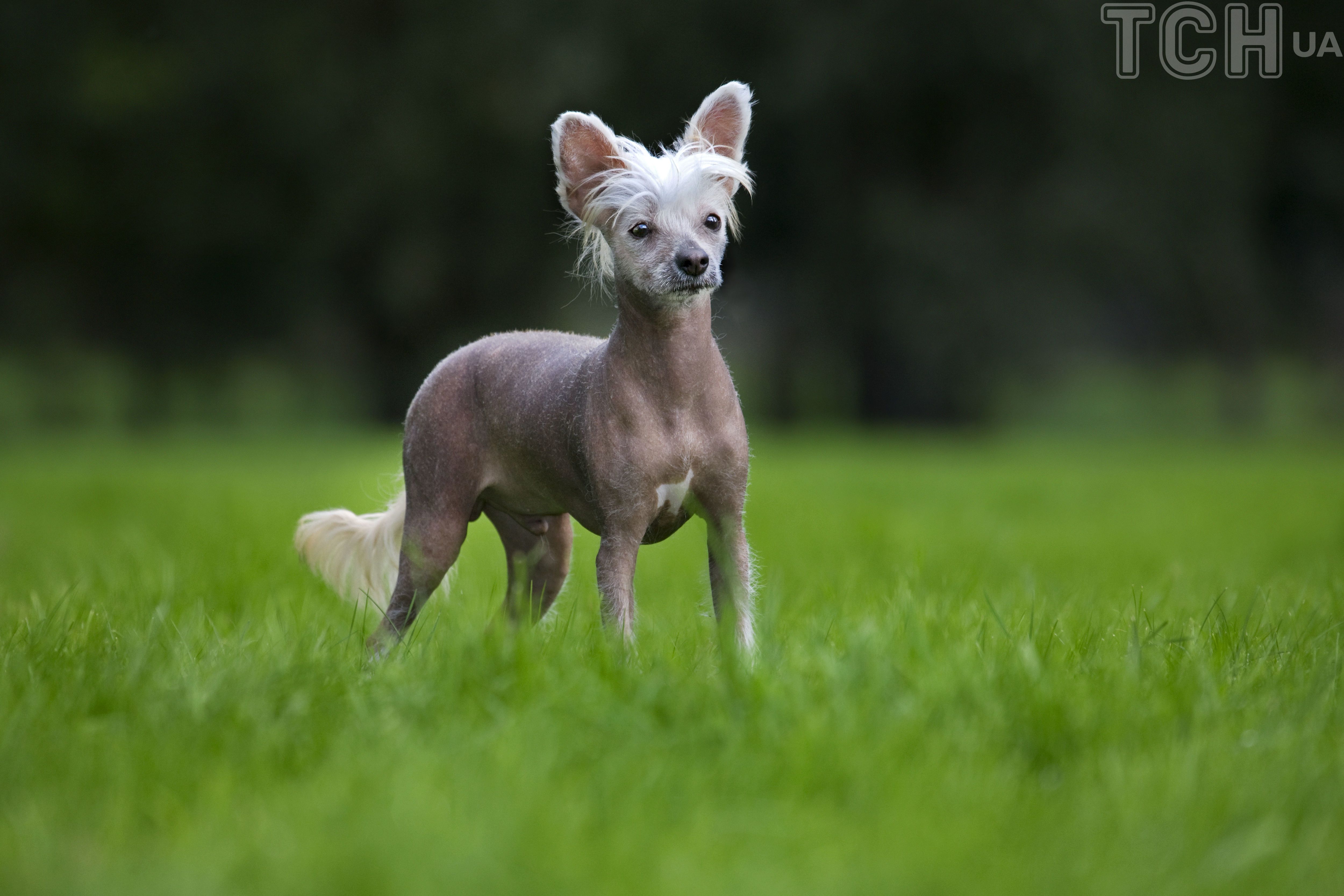 Китайський чубатий собака / © Getty Images