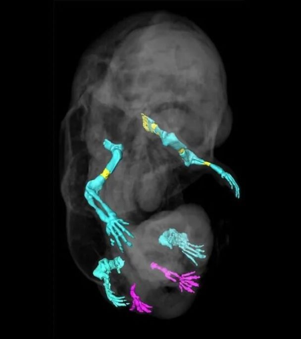 Вчені створили незвичайний ембріон миші / Фото: Anastasiia Lozovska et al/Nature Communications / © 